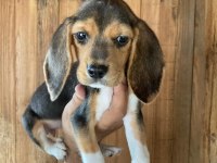 Beagle bebişler
