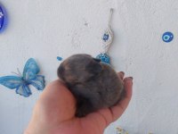 Cüce tavşan yavrusu