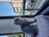 Uygun puana sahiplendirilecek scottish fold