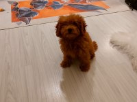 Erkek Poodle Ankara 2 Aylık