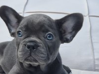 Blue French Bulldog Yavruları İstanbul