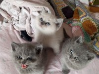 BRİTİSH SHORTHAİR KEDİMİZ