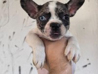 Kaliteli ve Özel renkli French Bulldog Yavrular