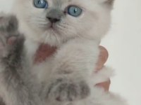 Blue point british shorthair