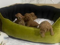 Baba 0 numara anne 01 numara toy poodle