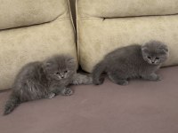 50 Günlük British Longhair Bebeğim