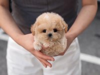 Karamel Maltipoo