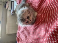 Yavru sahiplendirme scottish fold longhair