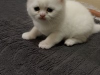 Pamuk şeker british shorthair oğlumuz