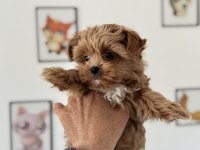 Wc eğitimli tea cup morkie yavrumuz