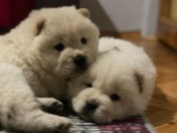 Orjinal ırk garantili chow chow yavrular