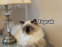Kedimiz Toprak Ragdoll