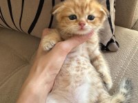 Scottish fold kedisi