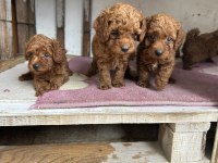 Toy poodle kore kan