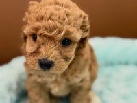 SEVİMLİ MALTİPOO YAVRULARI
