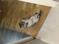 Scottish fold kedimi sahiplendiriyorum