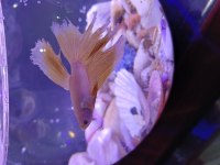Renk renk betta