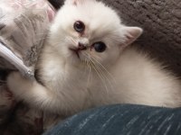 Teslime hazır 2 aylık dişi british shorthair bebeğim