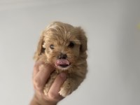 3 kg garantili Maltipoo bebekler