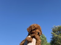 WC EĞİTİMLİ REDBROWN TOY POODLE YAVRUMUZ