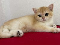Show kalite british short hair golden yavrular
