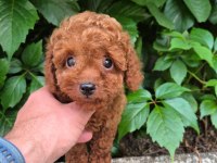 Toy Poodle Irk Garantili Yavrularımız