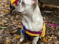 Anatomi Harikası Lilactan platinum French Bulldog