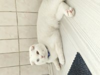 Scottish fold odd eyes