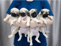 Dünya Tatlısı Pug Yavruları