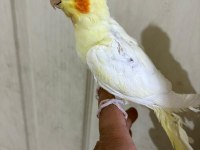 47 günlük full evcil lutino bebek sultan papağanı