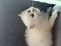 British longhair yavrular