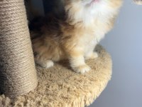 British longhair ny12 dişi erkek