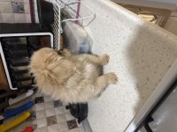 Son erkek pekinez köpeği