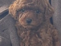 SAFKAN KORE TOY POODLE BEBEKLER