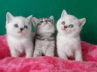 British Shorthair Çok Oyuncu Evcilmen Yavrular