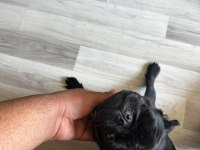 Son pug yavrumuz A kalite