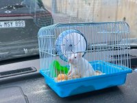 Yavru hamster