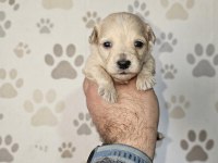 TEACUP ÜST KALİTE MALTİPOO BEBELER