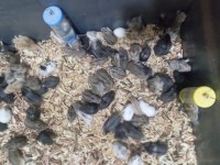 Yavru gonzales hamster