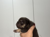 French Bulldog Ev Ortamından