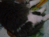 Erkek scottish fold 9 aylık