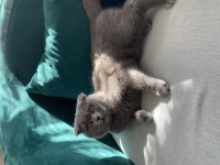 British longhair
