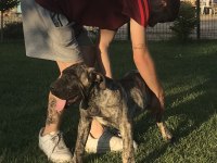 4.5 aylık Dev Erkek Presa Canario Yavru
