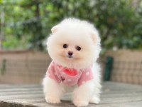 A Kalite Pomeranian Boo Yavrular