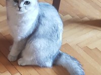 Sevgi böceği kedimiz MORITZ İçin Acil Yuva Arıyoruz