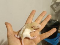 RAT YAVRULARI