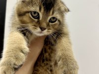 Sevimli yavru scottish fold