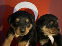 40 günlük koca kafa rottweiler yavrular