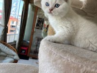 British shorthair yavrular