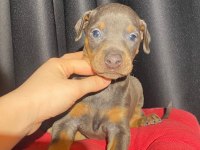 Son dişi blue doberman yavru